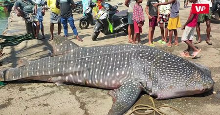 Ogromny rekin w Indiach. Plażowicze nie kryli zaskoczenia widokiem bestii