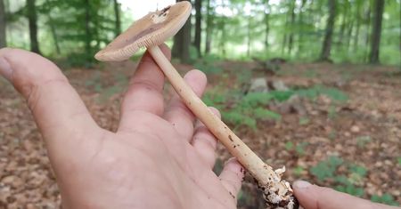 Muchomor rdzawobrązowy i czerwieniejący. Grzybiarz pokazał, co znalazł w lesie