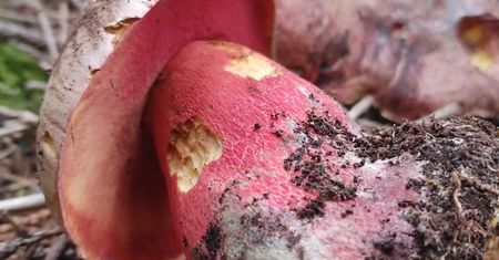 Krwistoborowik świerkowo-jodłowy i purpurowy. Rzadkie grzyby występujące w Polsce