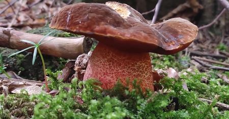 Grzyby w lecie. Pyszne gatunki, które rzadko lądują na stołach Polaków