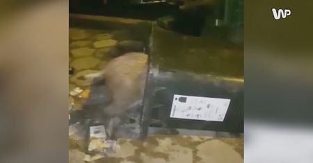 Nagrania z Gdańska przerażają. "Niektórzy czują się sterroryzowani"