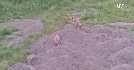 Oto co dzieje się na osiedlu w Gdańsku. Strach wychodzić z domu