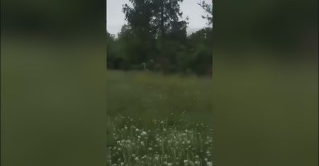 Niedźwiedź między domami w Zagórzu. Mieszkańcy przerażeni