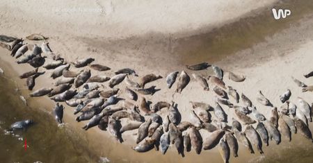 Wyjątkowy film z Polski. Udało się nagrać dziesiątki fok w jednym miejscu