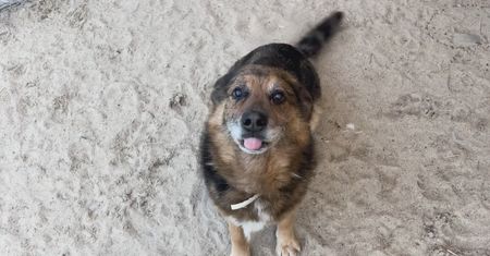 Pudelek pomaga pupilom! Zachęcamy do adopcji Celestyniaków!