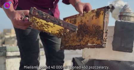 Pszczelarz z Gazy pokazał swoje ule. Wojna zmieniła wszystko