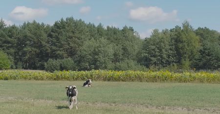 Dom pod lasem: 60 m² + 15 m² antresoli. Ile kosztowała budowa?