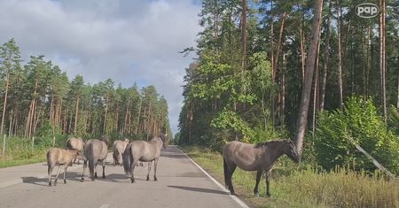 Polski cud natury. Zachwyca naukowców z całego świata