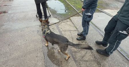 Zespoły kynologiczne KAS i Policji szkoliły się na bocznicy kolejowej