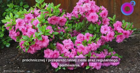 Co sadzić we wrześniu? Te krzewy mogą teraz trafić do ogrodu