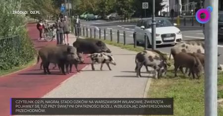 Były tuż przy kościele. Psy się ich bały. "Takiego stada nie widziałem"