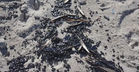Czarne, lepkie grudki na plażach. "To jest substancja ropopochodna"