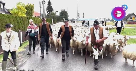 Setki owiec. Wyjątkowe kadry z Knurowa. To najsłynniejszy redyk