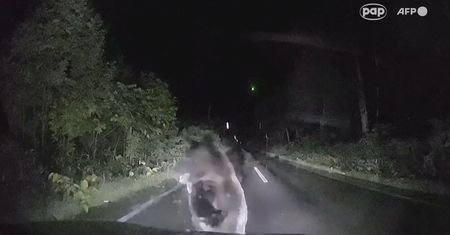 Niedźwiedź rzucił się na maskę samochodu. Nagranie z wideorejestratora