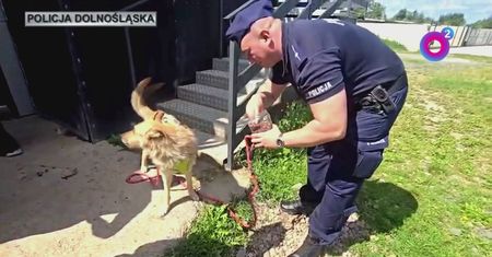 Dramat psa z Kłodzka. 38-latek przypalał go papierosami. Nie uniknie kary