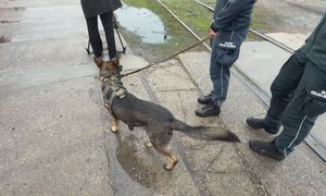Zespoły kynologiczne KAS i Policji szkoliły się na bocznicy kolejowej