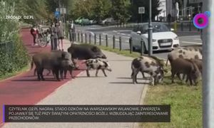 Były tuż przy kościele. Psy się ich bały. "Takiego stada nie widziałem"