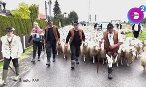 Setki owiec. Wyjątkowe kadry z Knurowa. To najsłynniejszy redyk