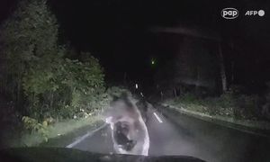 Niedźwiedź rzucił się na maskę samochodu. Nagranie z wideorejestratora