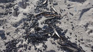 Czarne, lepkie grudki na plażach. "To jest substancja ropopochodna"
