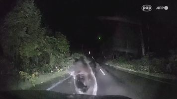 Niedźwiedź rzucił się na maskę samochodu. Nagranie z wideorejestratora