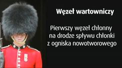 Czym jest węzeł wartowniczy?