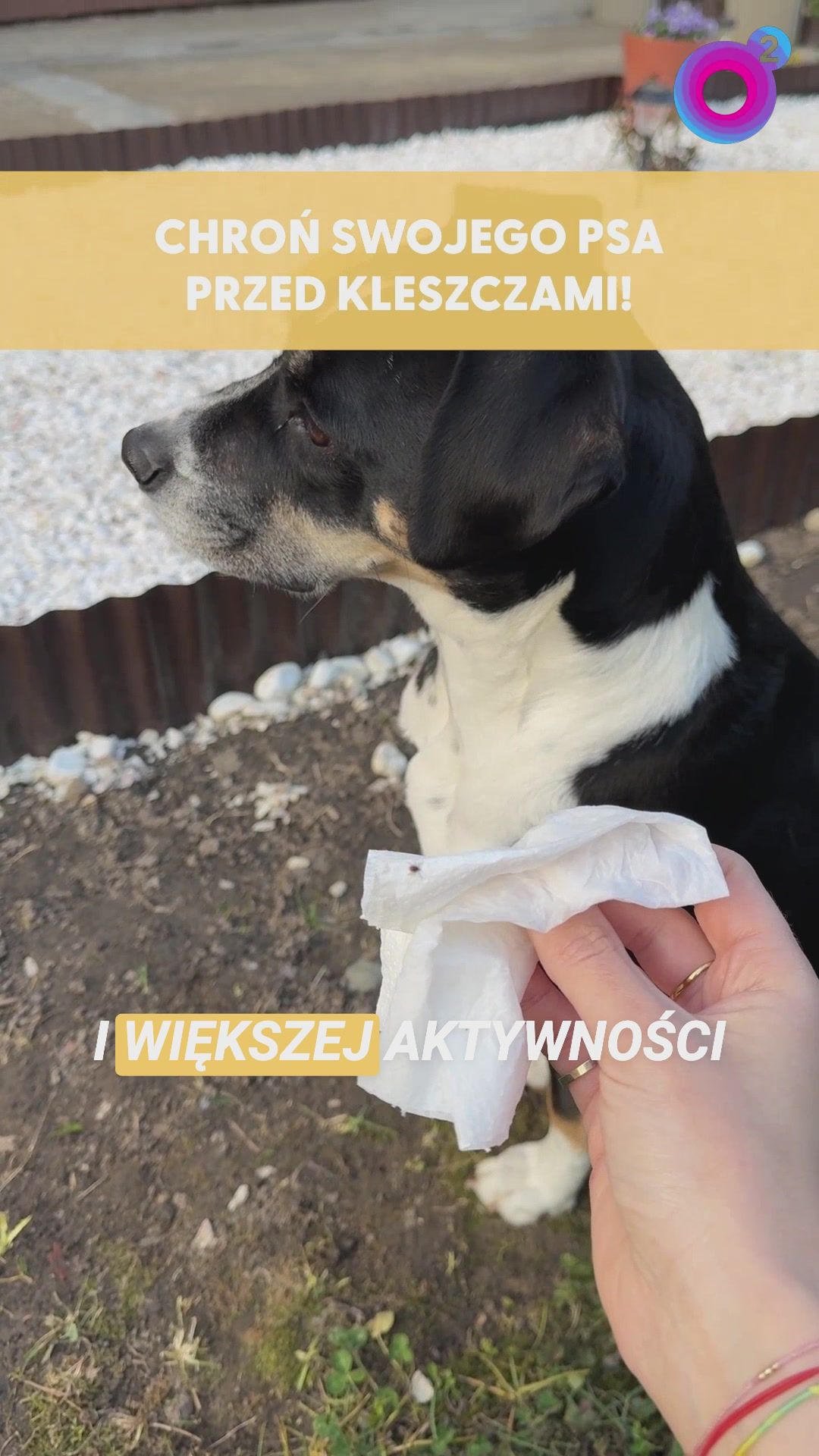 Zrób tak po spacerze z psem. Unikniesz popularnego problemu