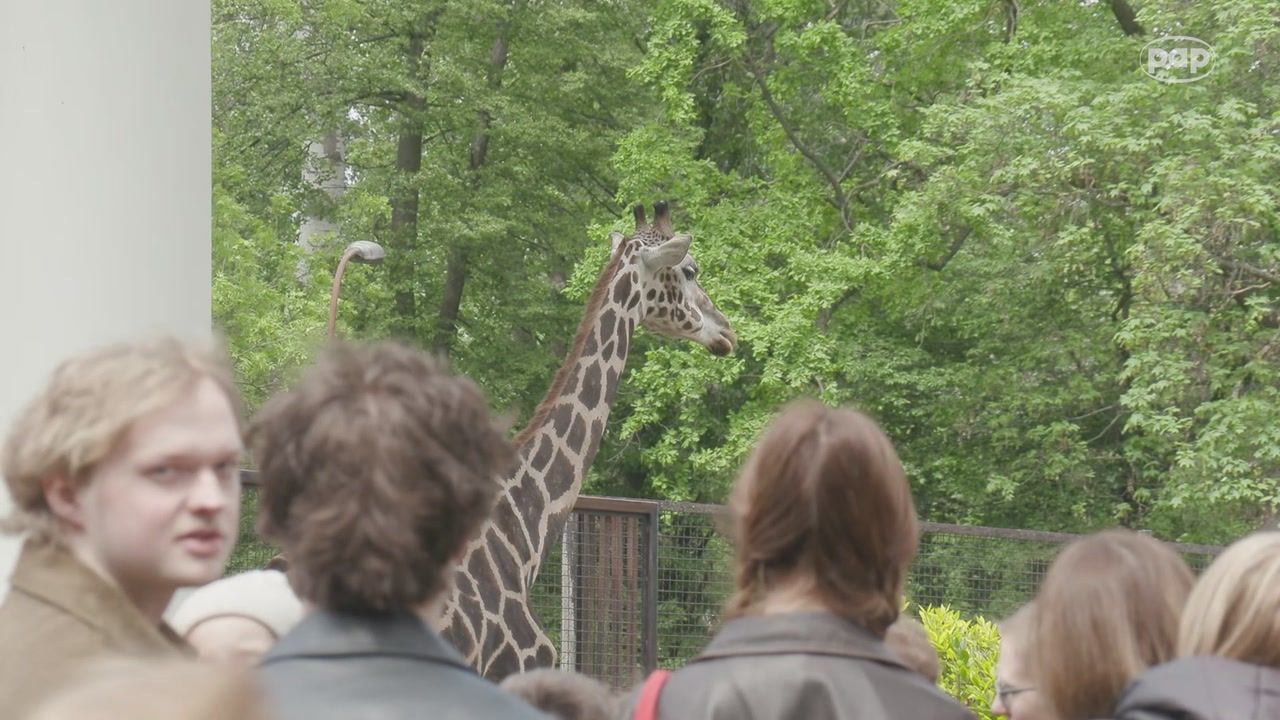 Turyści i pracownicy żegnają mieszkankę zoo. "Trudny, ale też szczęśliwy moment"