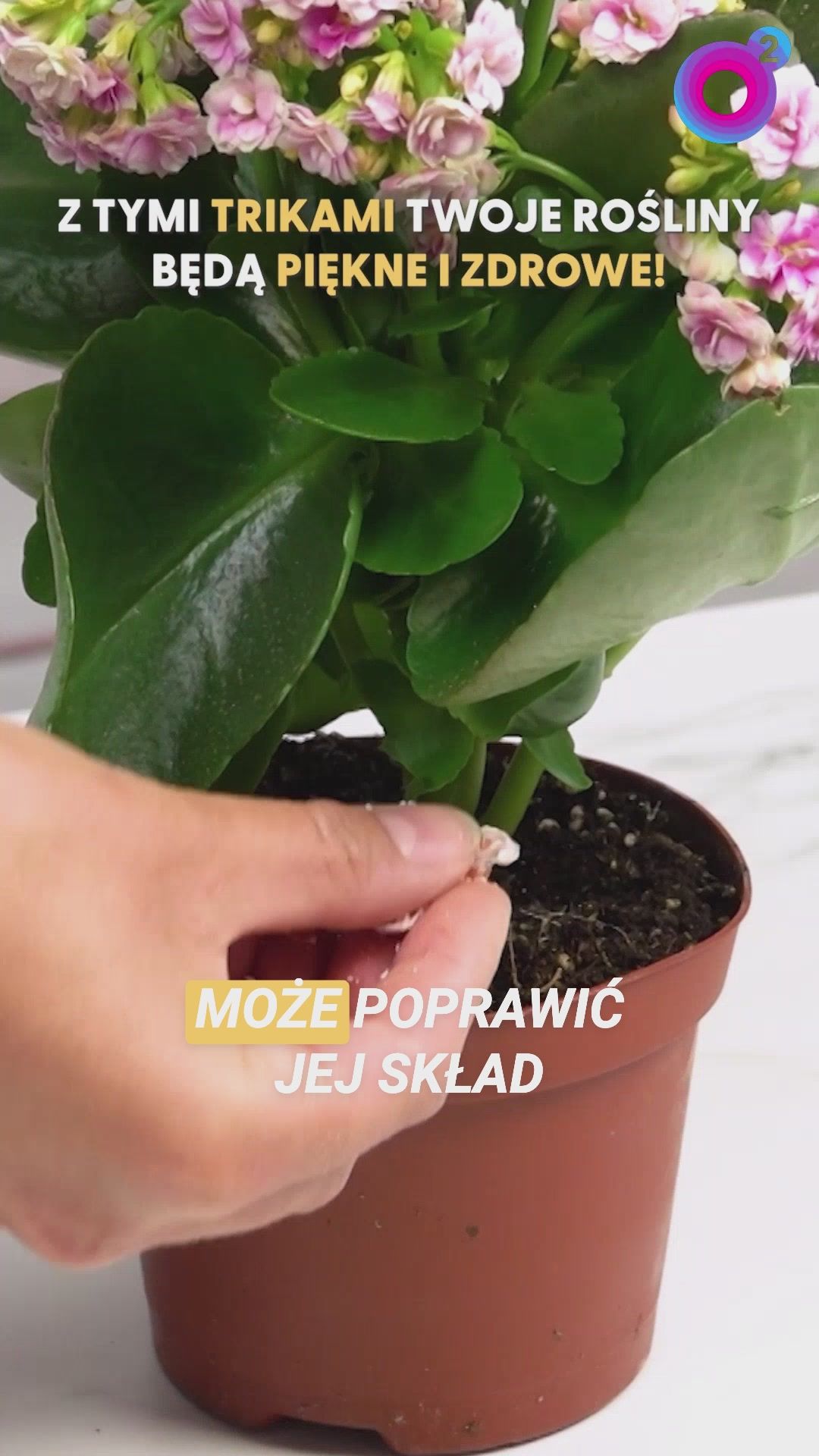 Proste triki, dzięki którym rośliny doniczkowe będą wyglądały pięknie