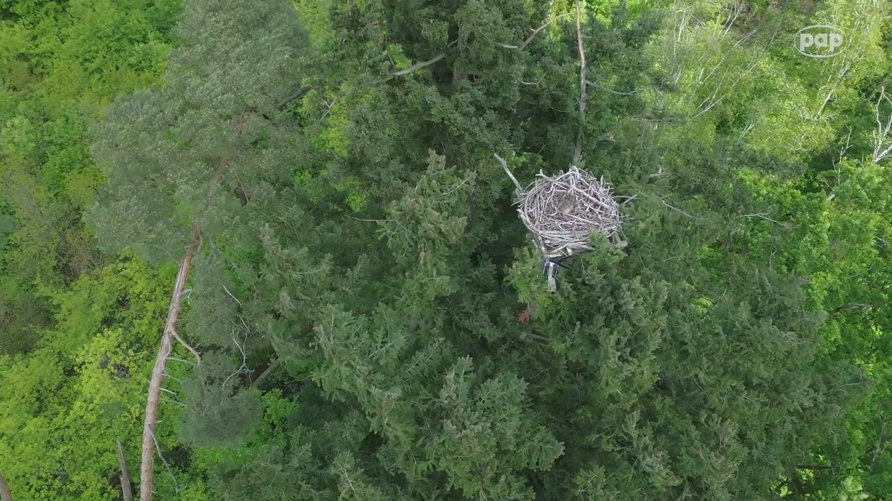 Niezwykłe wideo. Kaczka wysiaduje jajka na wysokości 30 m