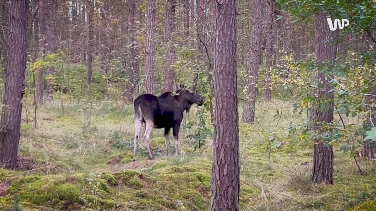 Nietypowa atrakcja nad Bałtykiem. "Warto mieć oczy szeroko otwarte"