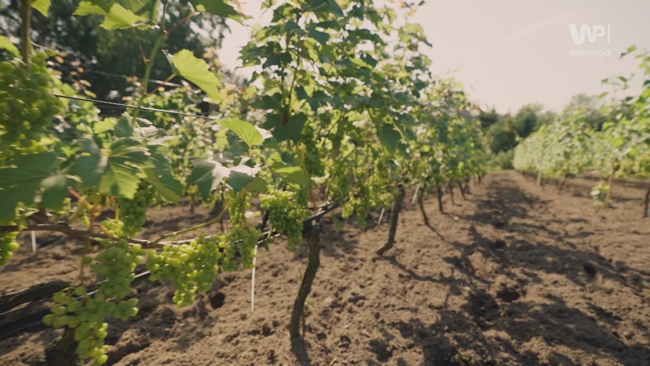 Prowadzą agroturystykę w Polsce.  "To było małe, podupadłe gospodarstwo"