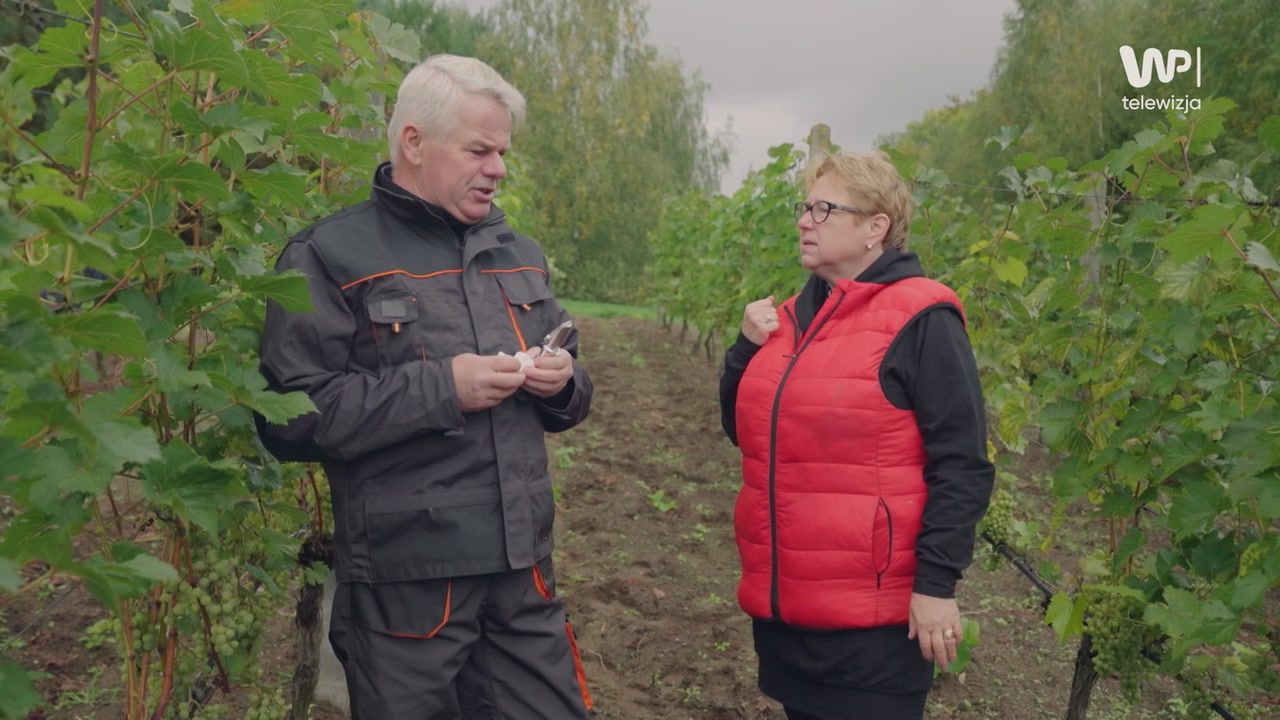 Zbiory winogron w winnicy na Pomorzu. Jak to wygląda od kuchni?