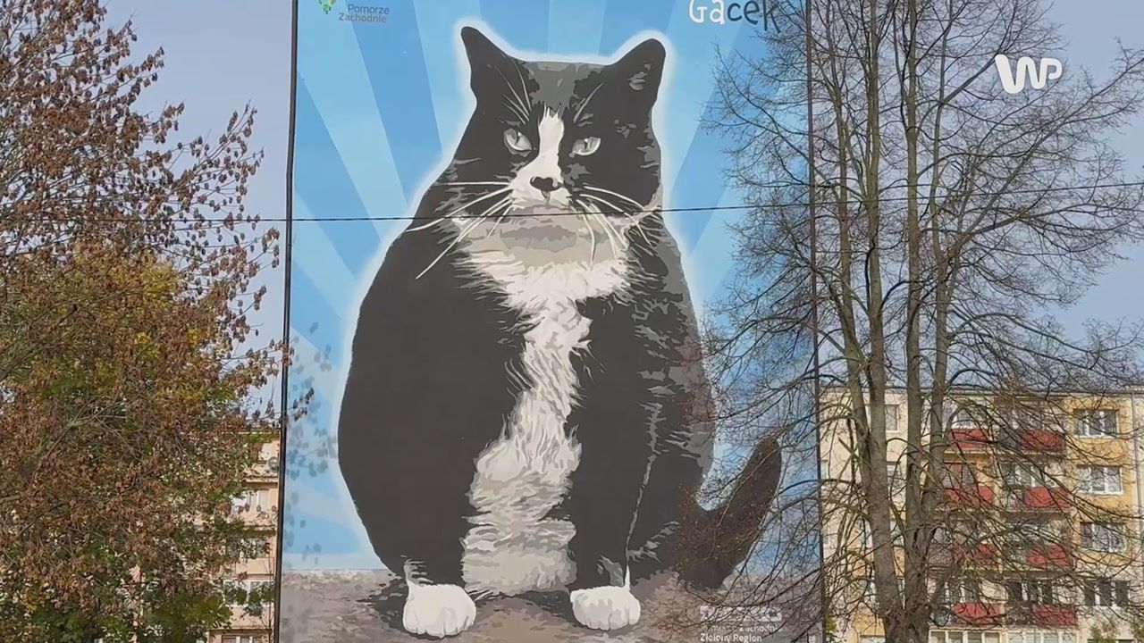 O Gacku słyszał cały świat. Odsłonięto mural wyjątkowego kota