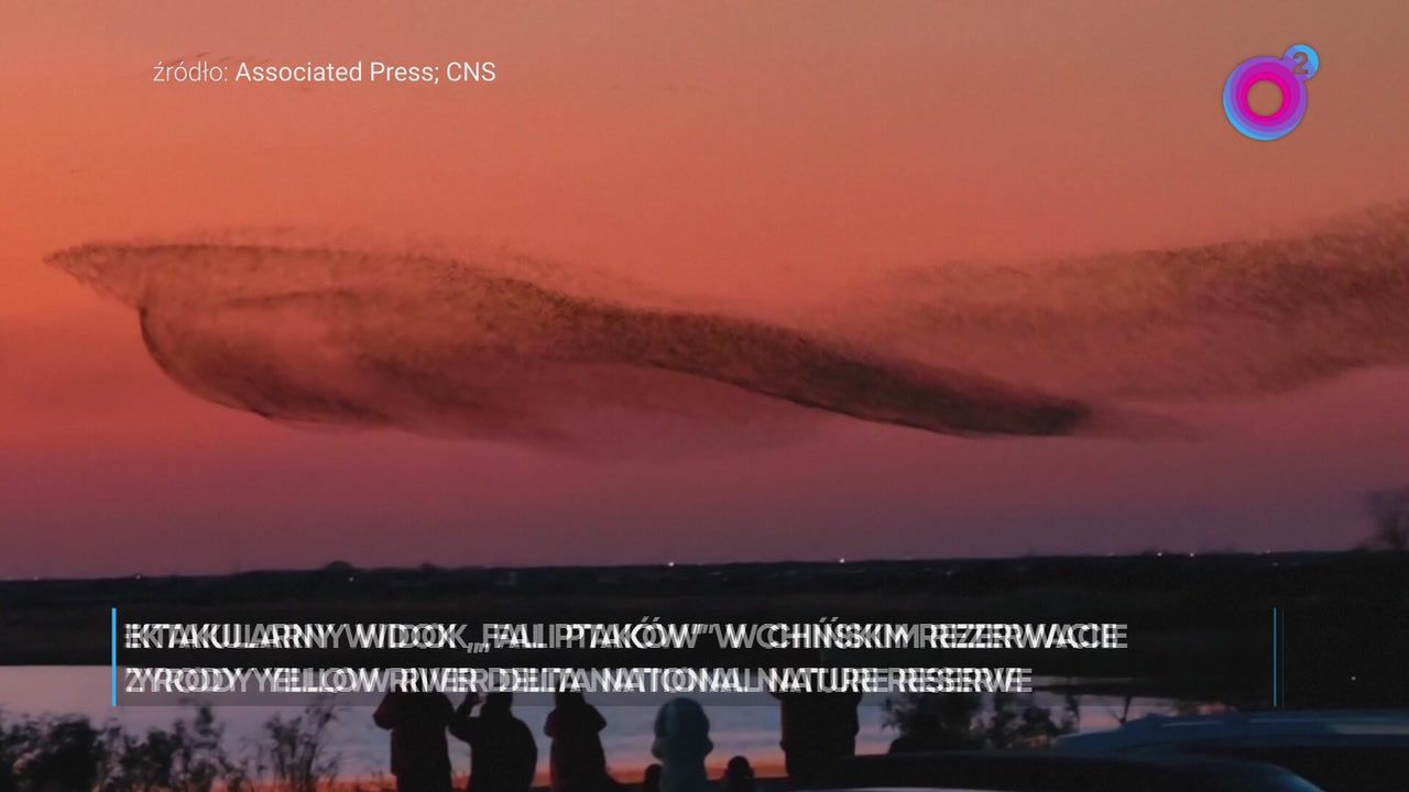 To nie UFO. Ogromna fala ptaków nad Chinami