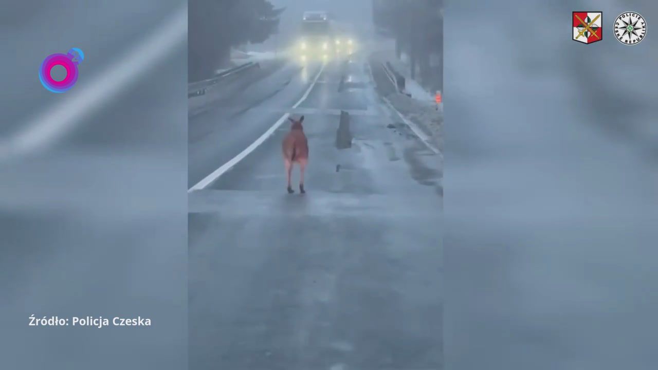 Wbiegł na drogę. Musieli reagować natychmiast. Nagranie z Czech
