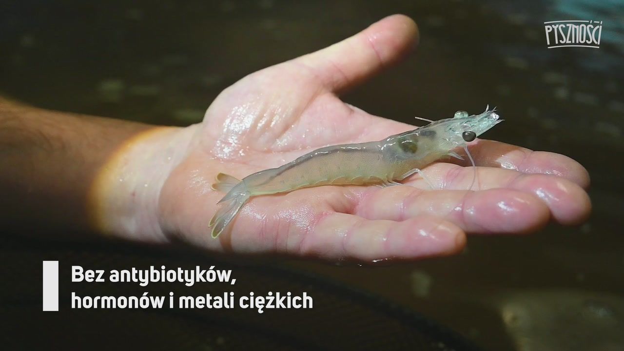 Podejrzeliśmy hodowlę owoców morza. Zamawiają je szefowie kuchni z całej Polski