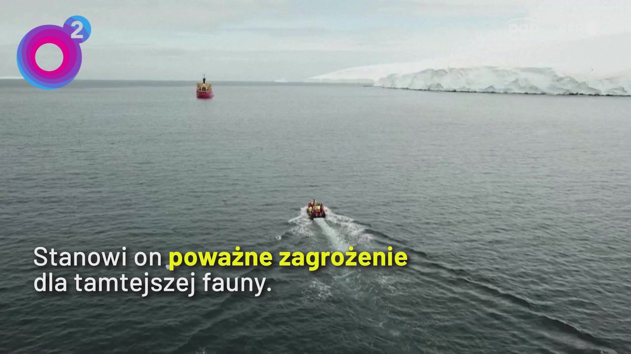 H5N1 pustoszy Antarktydę. Naukowcy alarmują