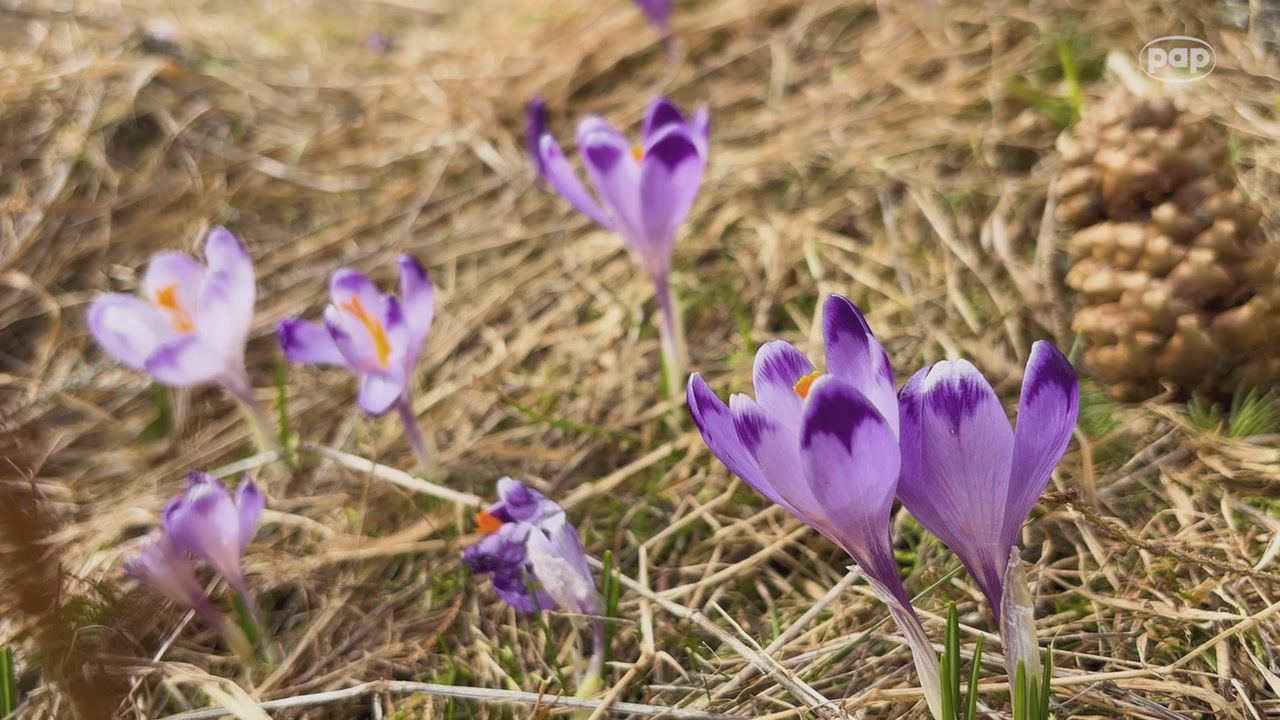 Pierwsze już są. Zaraz zacznie się szaleństwo