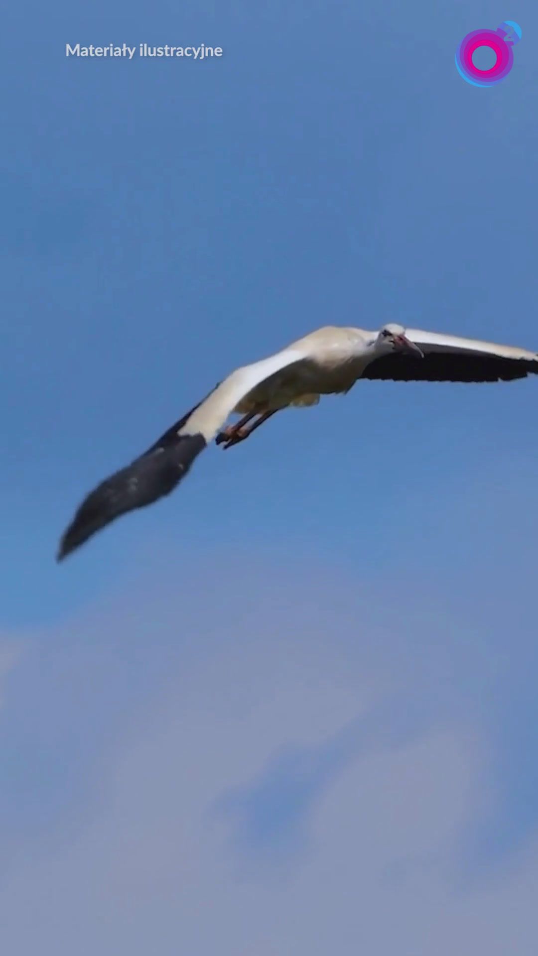 To najsłynniejszy bocian na Mazurach. Krutek wrócił i nie jest sam