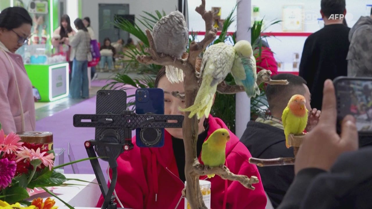 Przyciągają tłumy. Wokół targów nie brakuje kontrowersji