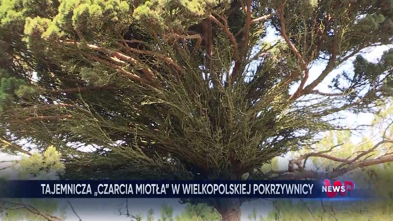 "Mutacja". Nadleśnictwo z Wielkopolski pokazało gigantyczny okaz ''czarciej miotły''