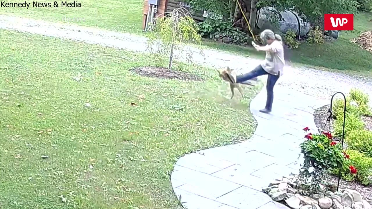 Atak wściekłego lisa. Zaatakował ją we własnym ogródku