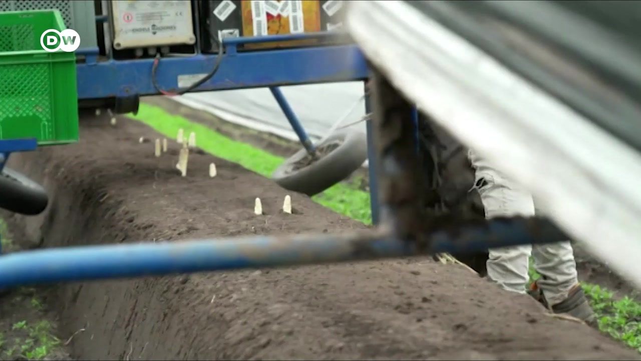 Praca sezonowa w Niemczech. Tyle Polacy zarabiają na zbiorze szparagów w czasie pandemii