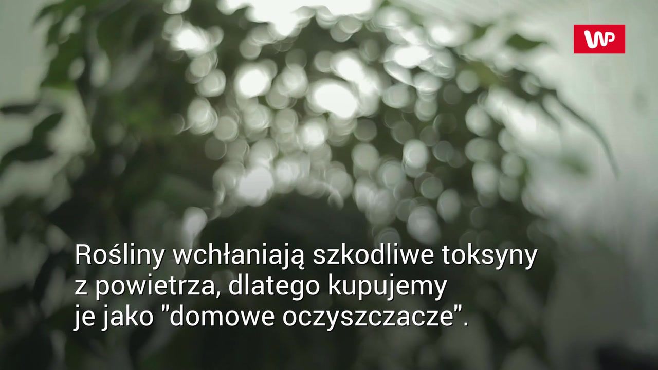 Rośliny a czyste powietrze. Popularny mit obalony