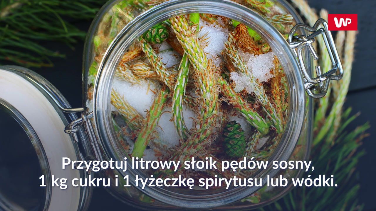 Jak zrobić syrop z młodych pędów sosny?