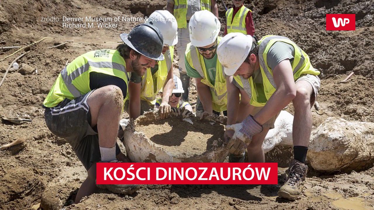 Kości dinozaurów znalezione koło Denver