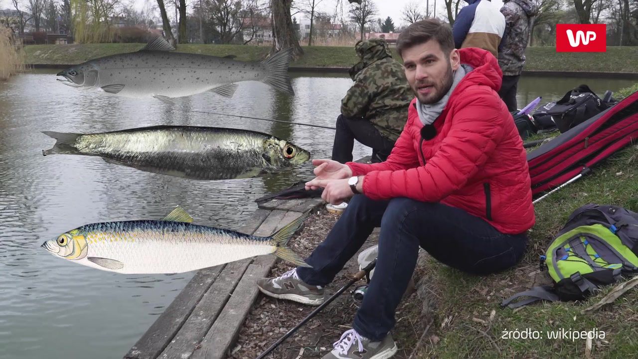 Najgorsze gatunki ryb. Lepiej z nich zrezygnować