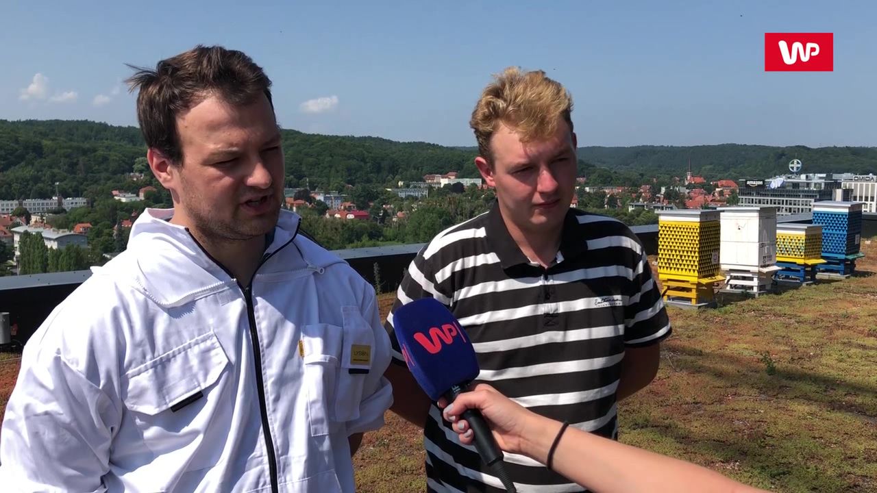 Miejski miód. Tak wyglądają pasieki na dachu gdańskiego biurowca