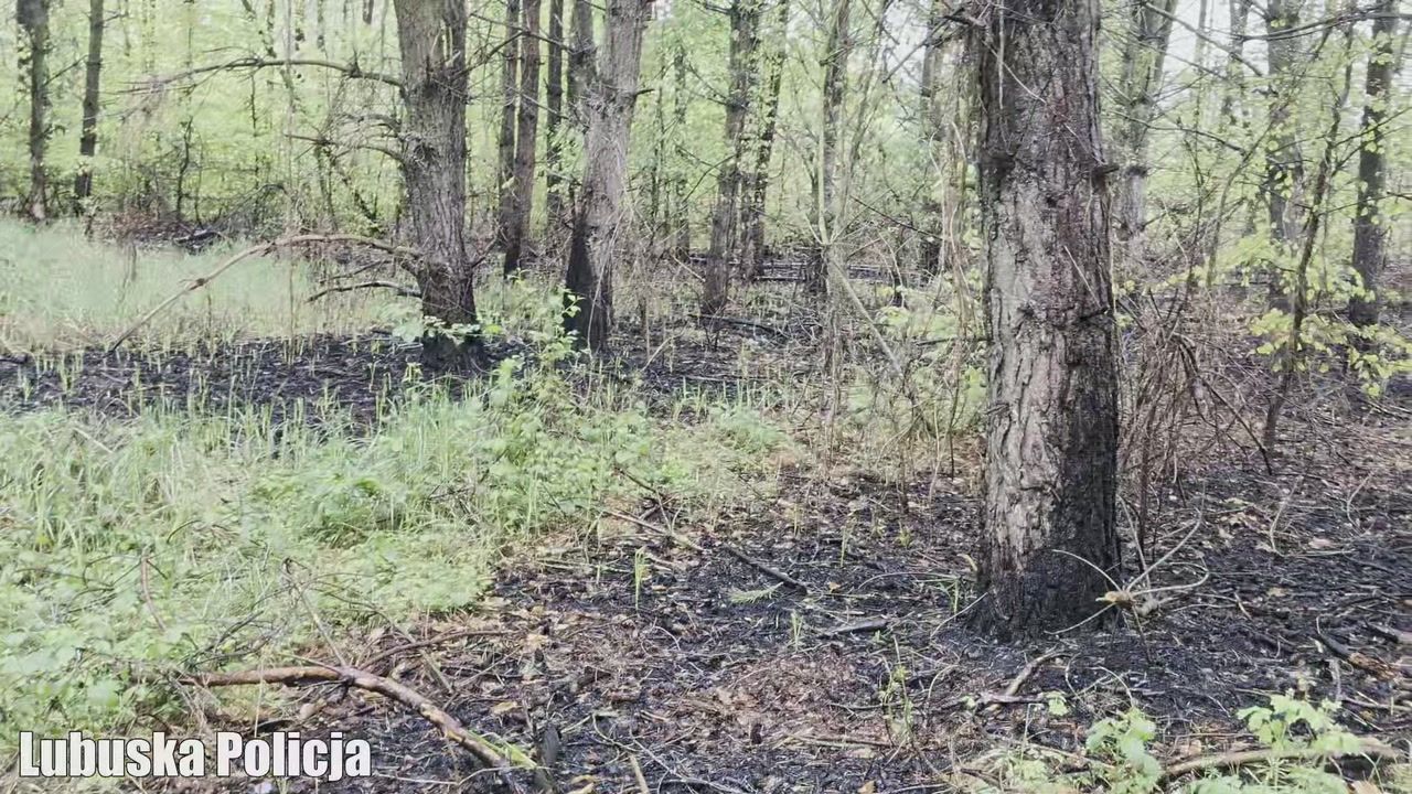Podpalacz z Nadleśnictwa Świebodzin w rękach policji. Grozi mu więzienie